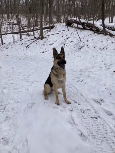 Conley's K9 Center - Coolville, OH