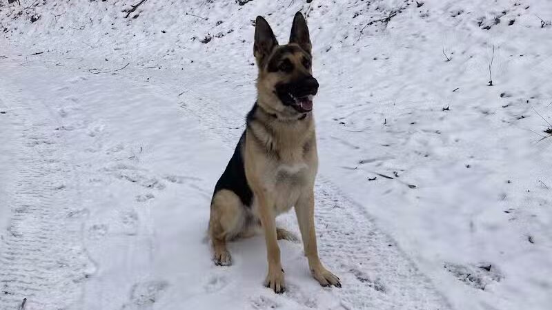 Conley's K9 Center - Coolville, OH