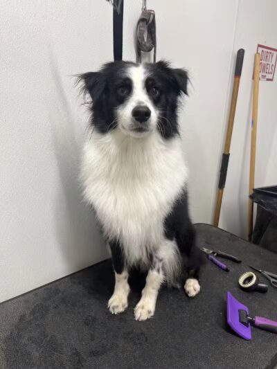 Conley's K9 Center - Coolville, OH