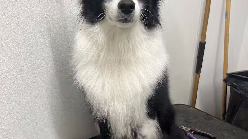 Conley's K9 Center - Coolville, OH