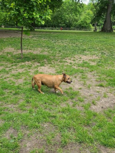 Cooperation Station Dog Park - Cortland, OH