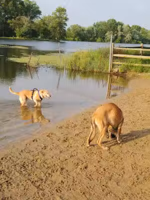 Cooperation Station Dog Park - Cortland, OH