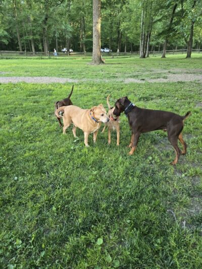 Cooperation Station Dog Park - Cortland, OH