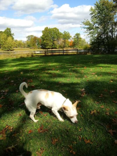 Cooperation Station Dog Park - Cortland, OH