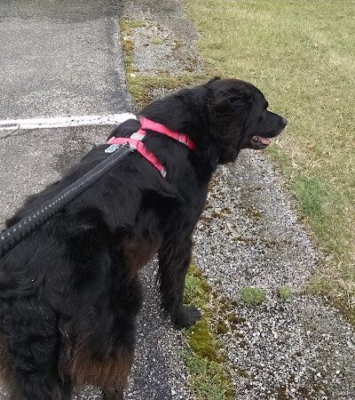 Cooperation Station Dog Park - Cortland, OH