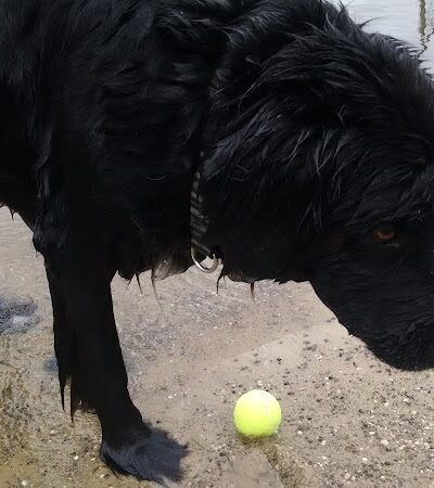 Cooperation Station Dog Park - Cortland, OH