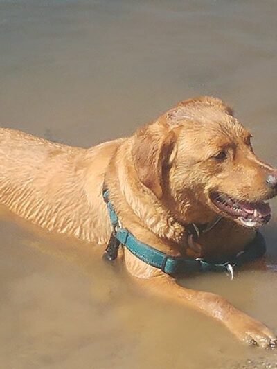 Cooperation Station Dog Park - Cortland, OH
