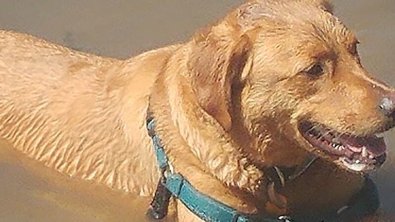 Cooperation Station Dog Park - Cortland, OH