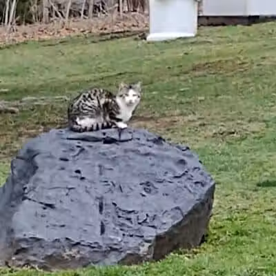 Coshocton County Animal Shelter & HATA - Coshocton, OH