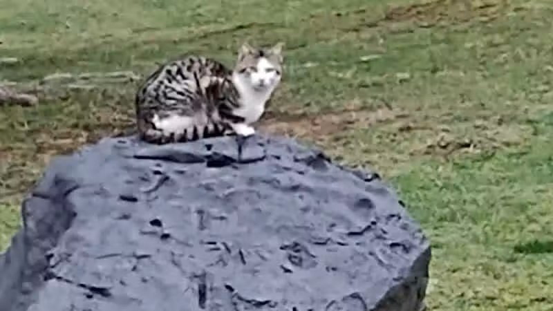 Coshocton County Animal Shelter & HATA - Coshocton, OH