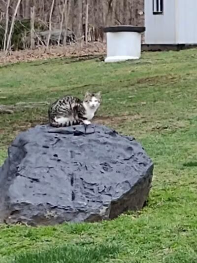 Coshocton County Animal Shelter & HATA - Coshocton, OH