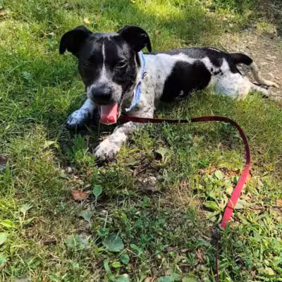 Coshocton County Animal Shelter & HATA - Coshocton, OH