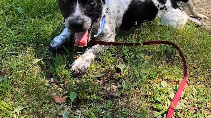 Coshocton County Animal Shelter & HATA - Coshocton, OH