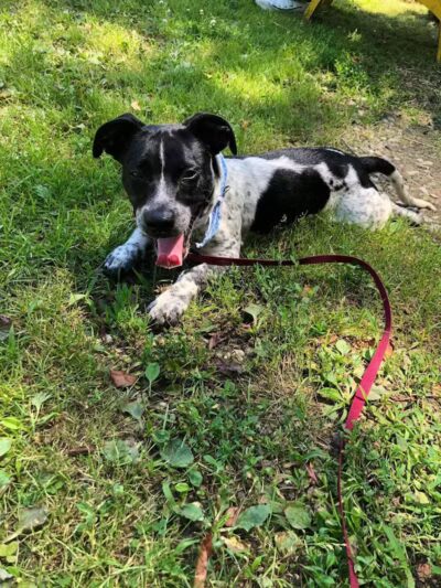 Coshocton County Animal Shelter & HATA - Coshocton, OH