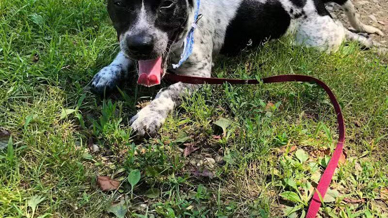Coshocton County Animal Shelter & HATA - Coshocton, OH