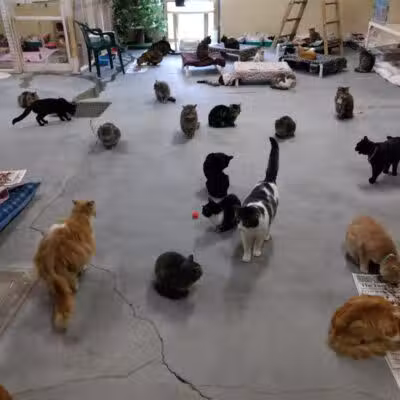 Coshocton County Animal Shelter & HATA - Coshocton, OH