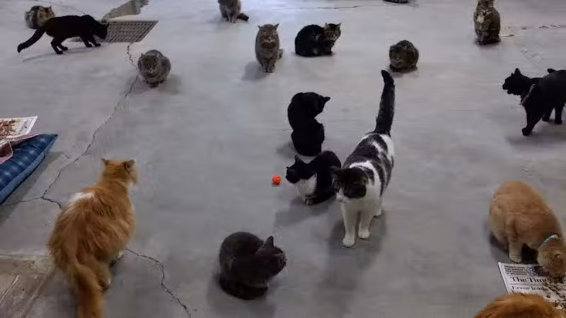 Coshocton County Animal Shelter & HATA - Coshocton, OH