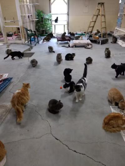 Coshocton County Animal Shelter & HATA - Coshocton, OH