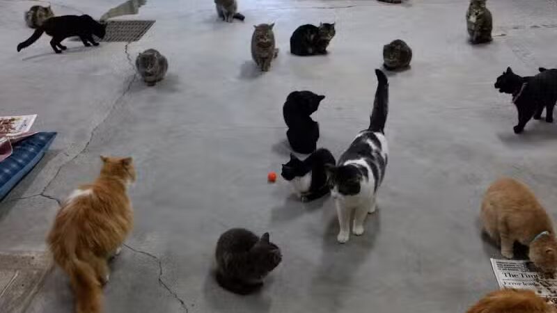 Coshocton County Animal Shelter & HATA - Coshocton, OH