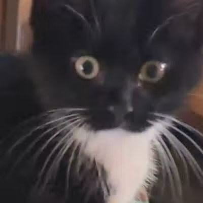 Coshocton County Animal Shelter & HATA - Coshocton, OH