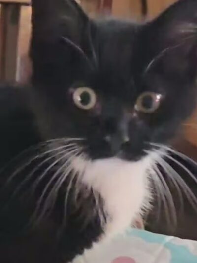 Coshocton County Animal Shelter & HATA - Coshocton, OH