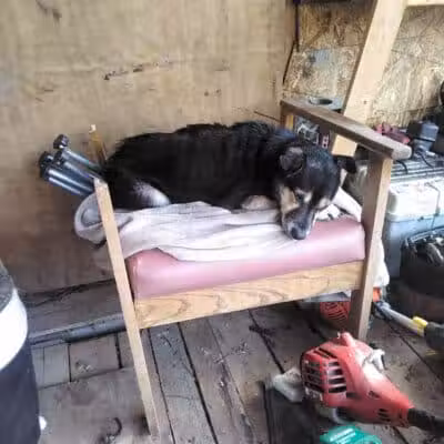 Coshocton County Animal Shelter & HATA - Coshocton, OH
