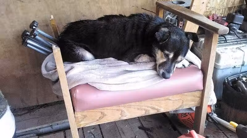 Coshocton County Animal Shelter & HATA - Coshocton, OH