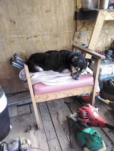 Coshocton County Animal Shelter & HATA - Coshocton, OH