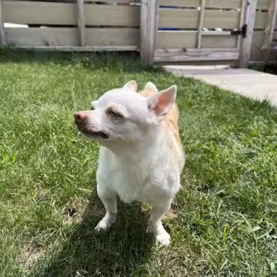 Daffodil Hill Grooming - Coshocton, OH