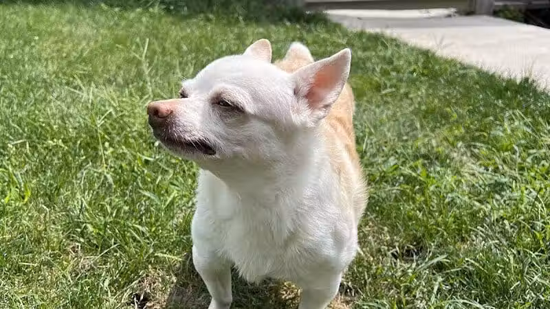 Daffodil Hill Grooming - Coshocton, OH