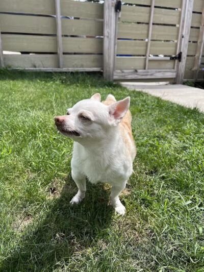 Daffodil Hill Grooming - Coshocton, OH