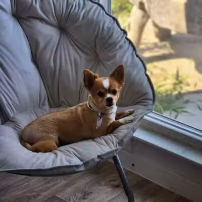 Daffodil Hill Grooming - Coshocton, OH