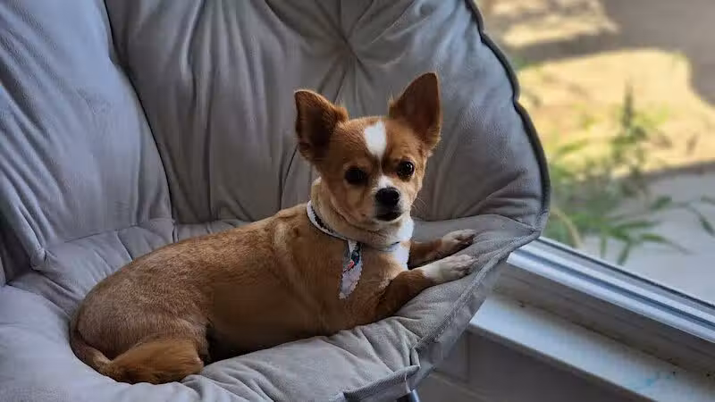 Daffodil Hill Grooming - Coshocton, OH