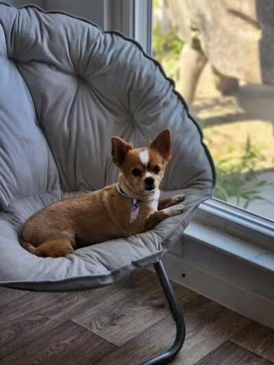 Daffodil Hill Grooming - Coshocton, OH