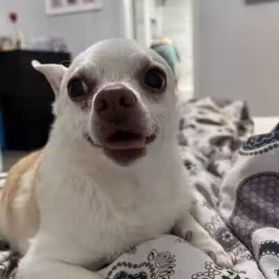 Daffodil Hill Grooming - Coshocton, OH