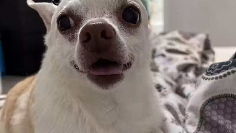 Daffodil Hill Grooming - Coshocton, OH