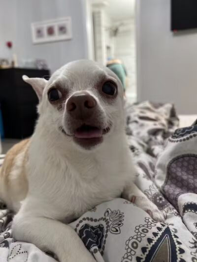 Daffodil Hill Grooming - Coshocton, OH