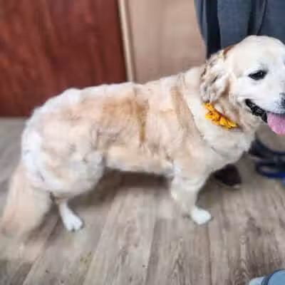 Daffodil Hill Grooming - Coshocton, OH