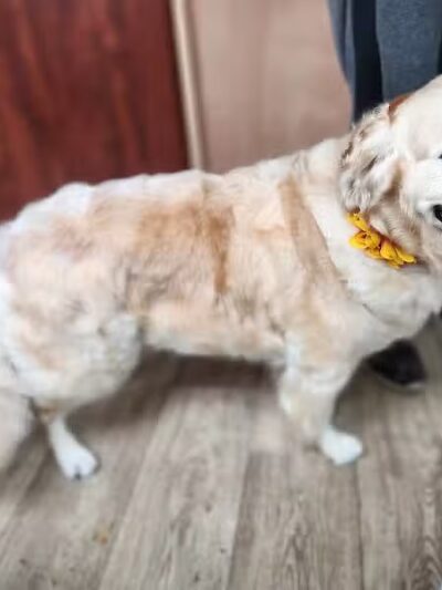 Daffodil Hill Grooming - Coshocton, OH