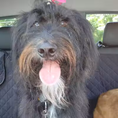 Daffodil Hill Grooming - Coshocton, OH