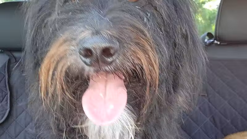 Daffodil Hill Grooming - Coshocton, OH