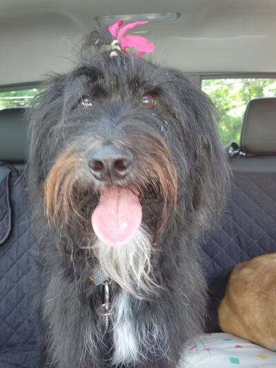 Daffodil Hill Grooming - Coshocton, OH