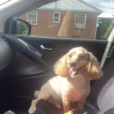 Daffodil Hill Grooming - Coshocton, OH