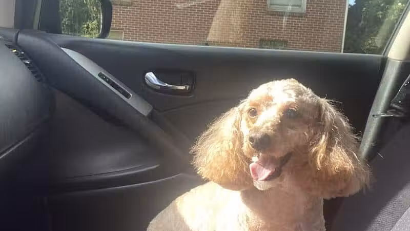 Daffodil Hill Grooming - Coshocton, OH