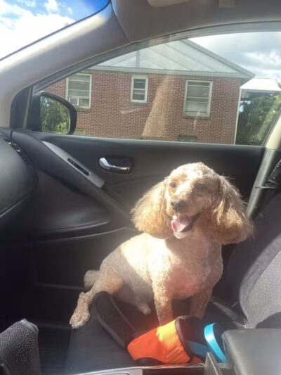 Daffodil Hill Grooming - Coshocton, OH