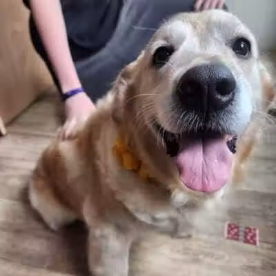 Daffodil Hill Grooming - Coshocton, OH