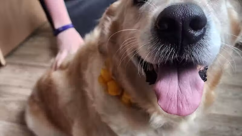 Daffodil Hill Grooming - Coshocton, OH