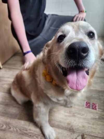 Daffodil Hill Grooming - Coshocton, OH