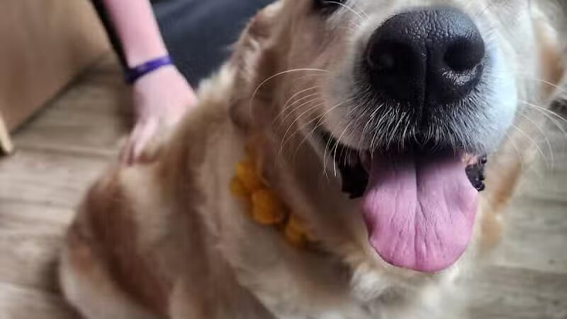 Daffodil Hill Grooming - Coshocton, OH