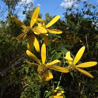 Maple Ridge Reserve - Covington, OH